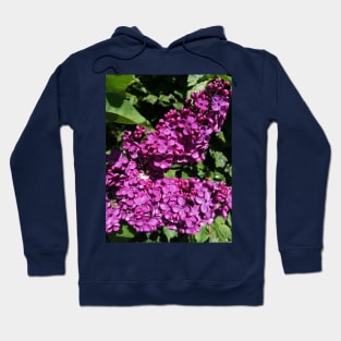 Lovely Lilac Flower Blooming In Spring Hoodie